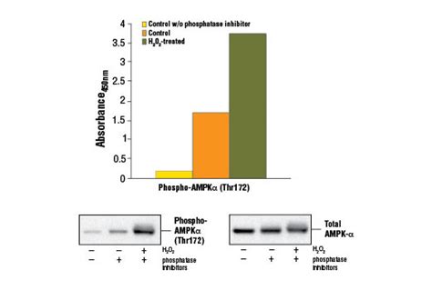 ampk thr 172 cell signaling elisa kit|PathScan® Phospho.